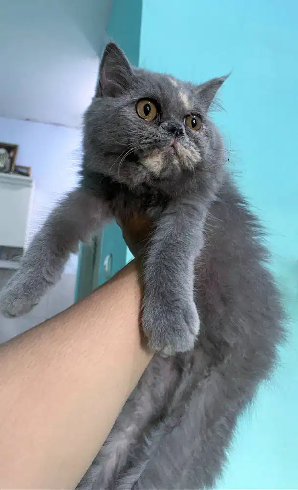 Kucing kitten British longhair Bluetortie Betina