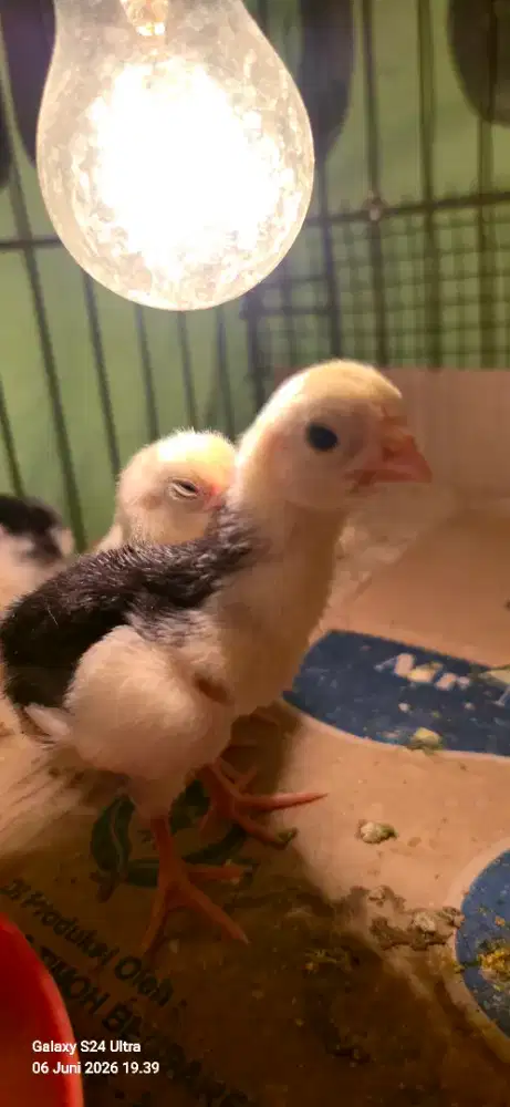 anakan Ayam shamo eropa usia 5 hari,