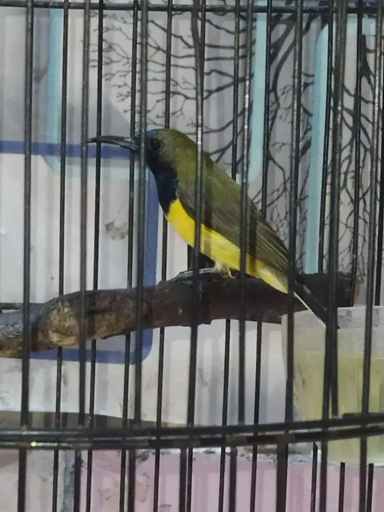 Sogon Burung Kolibri