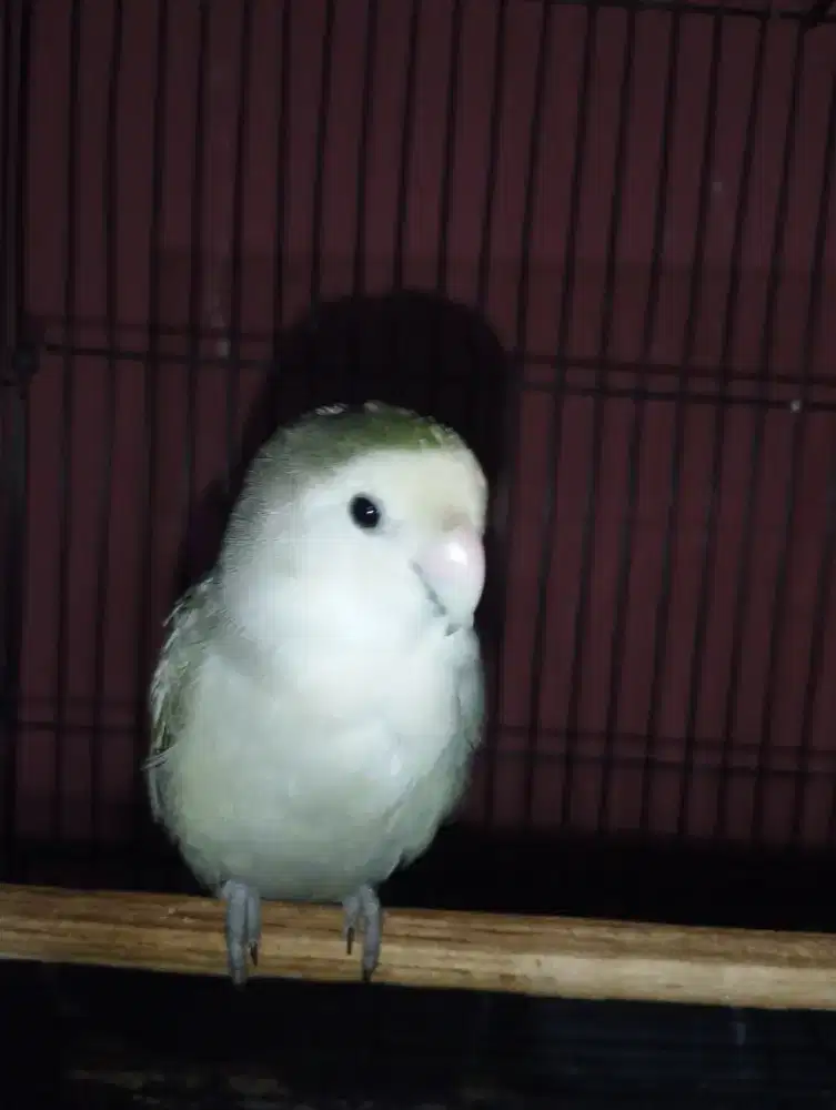 Burung Lovebird Non klep