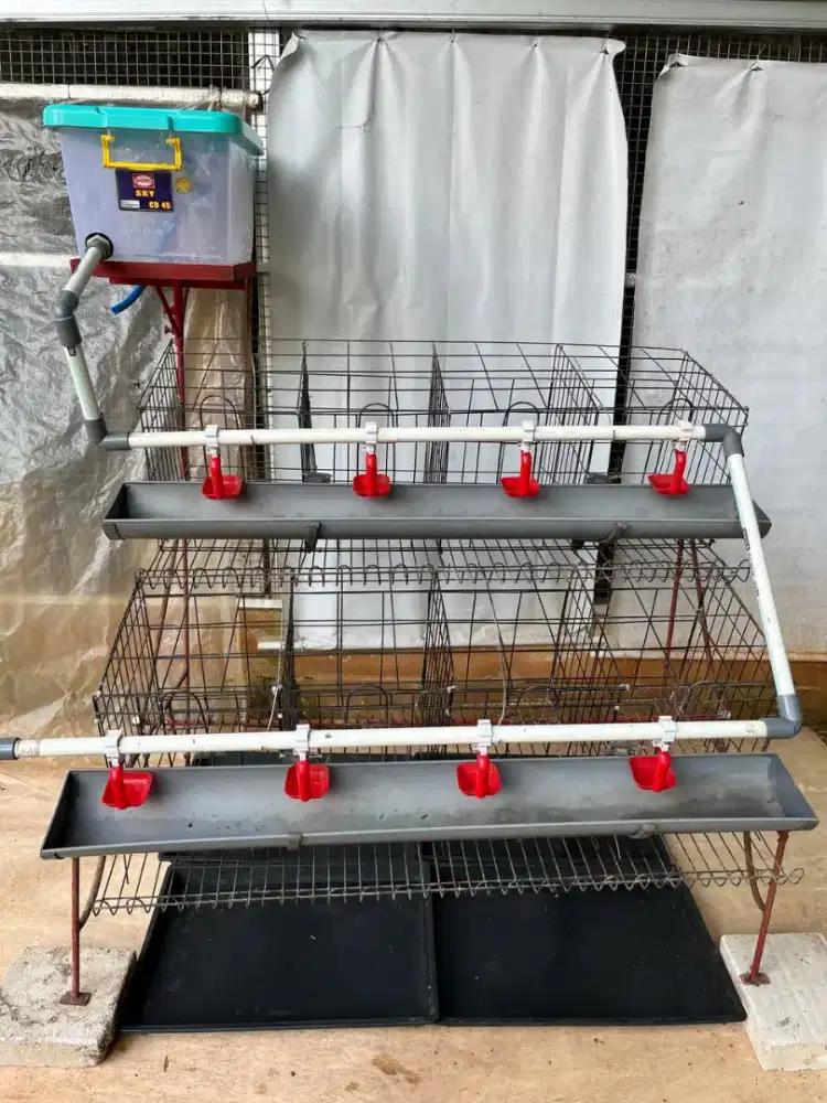 Kandang Ayam Petelur