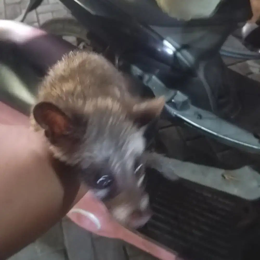 Musang paket lengkap