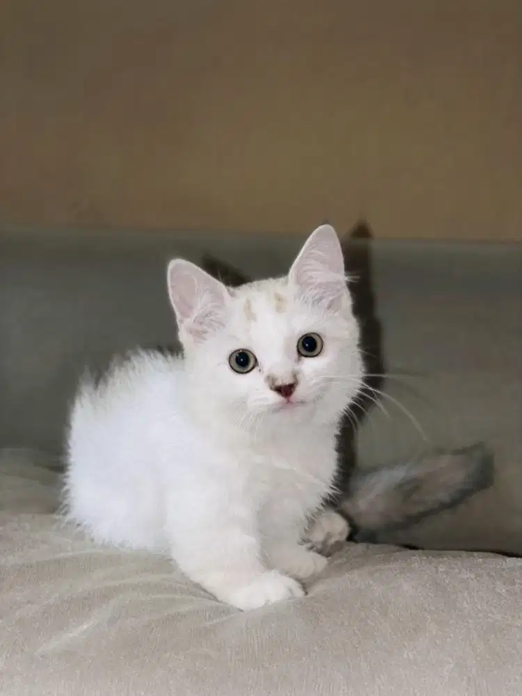 Open adopt/adopsi kucing munchkin ragdoll betina
