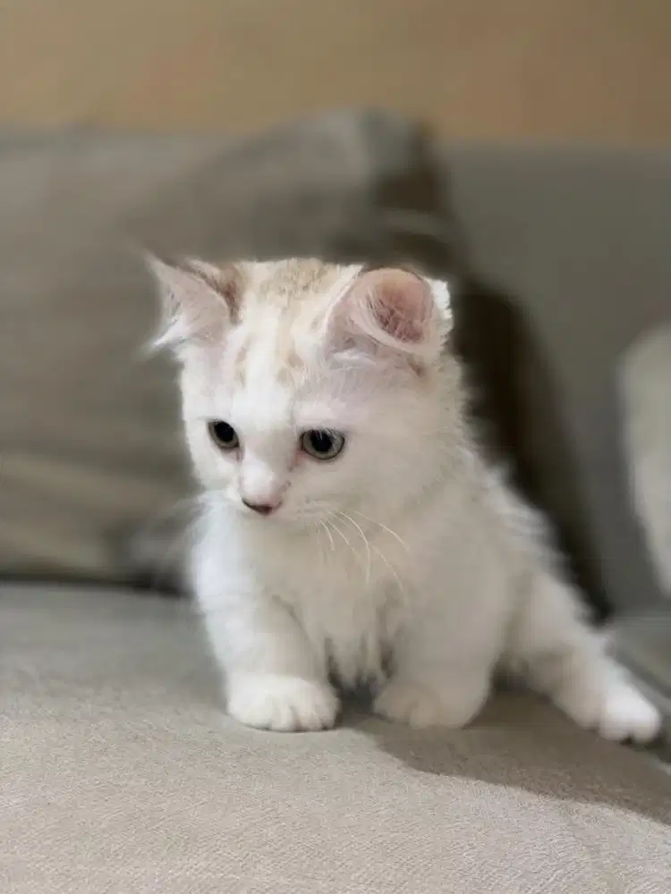 Kucing munchkin ragdoll betina Open adopt/adopsi