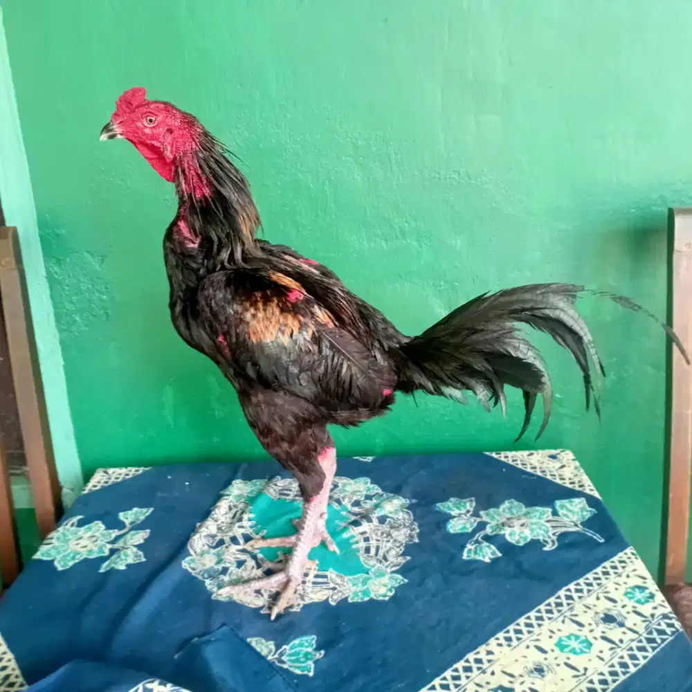 Bkmangon pedhotan