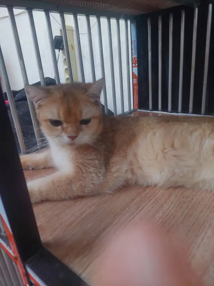 BSH Golden NY12 Betina Indukan
