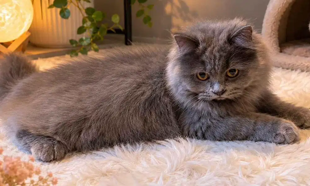 Kucing british shorthair bsh british lo hair bkan persia