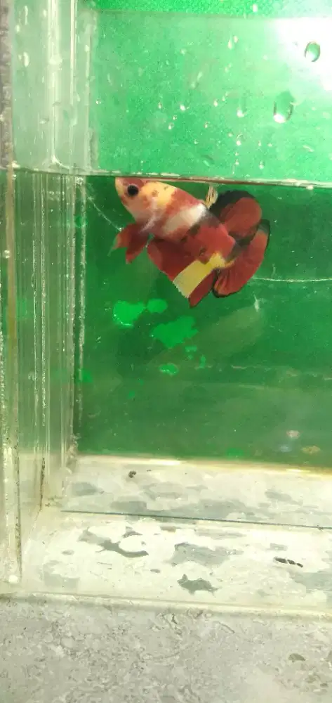 Ikan cupang plakat multi.