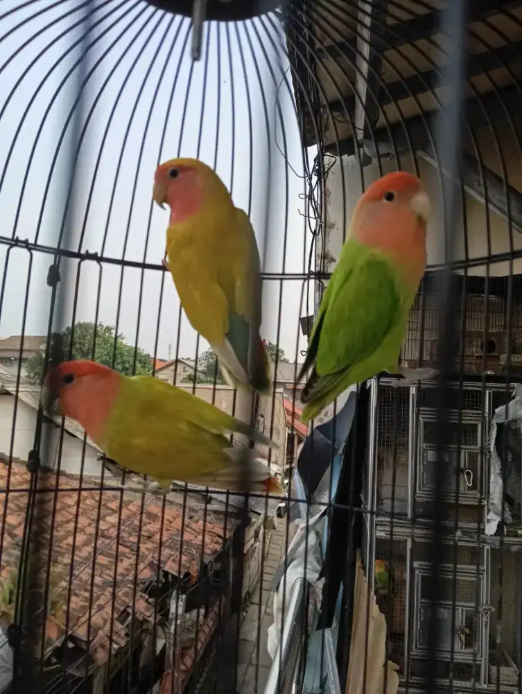 Love bird non klep betina