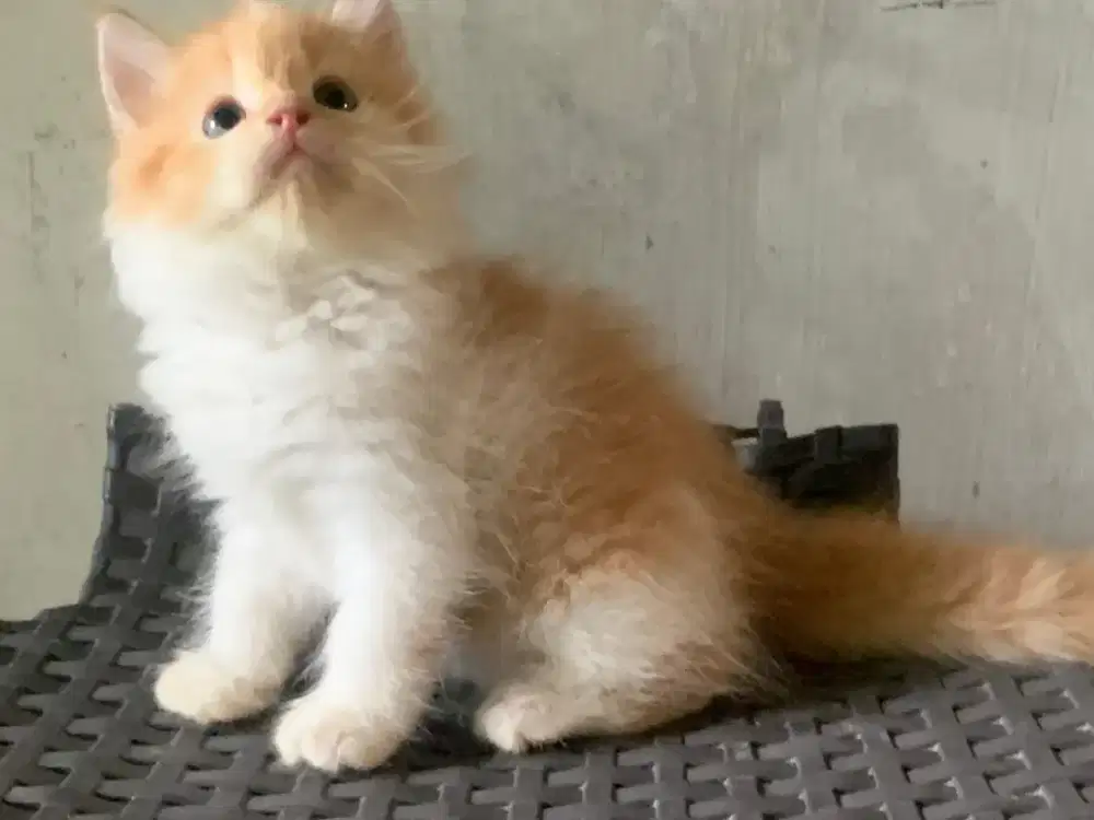 Persia white orange kitten
