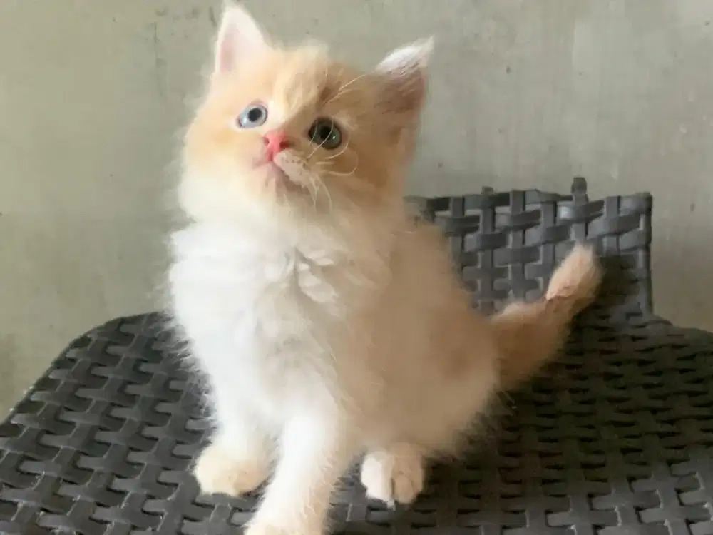 Persia white cream kitten