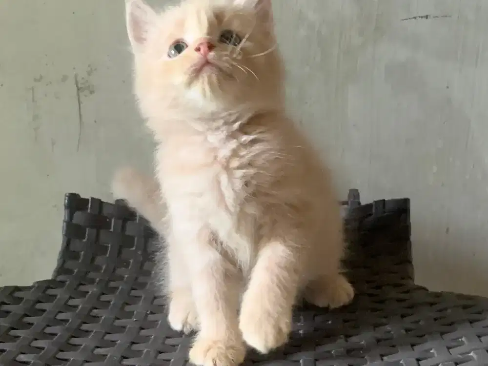 Persia creamy kitten