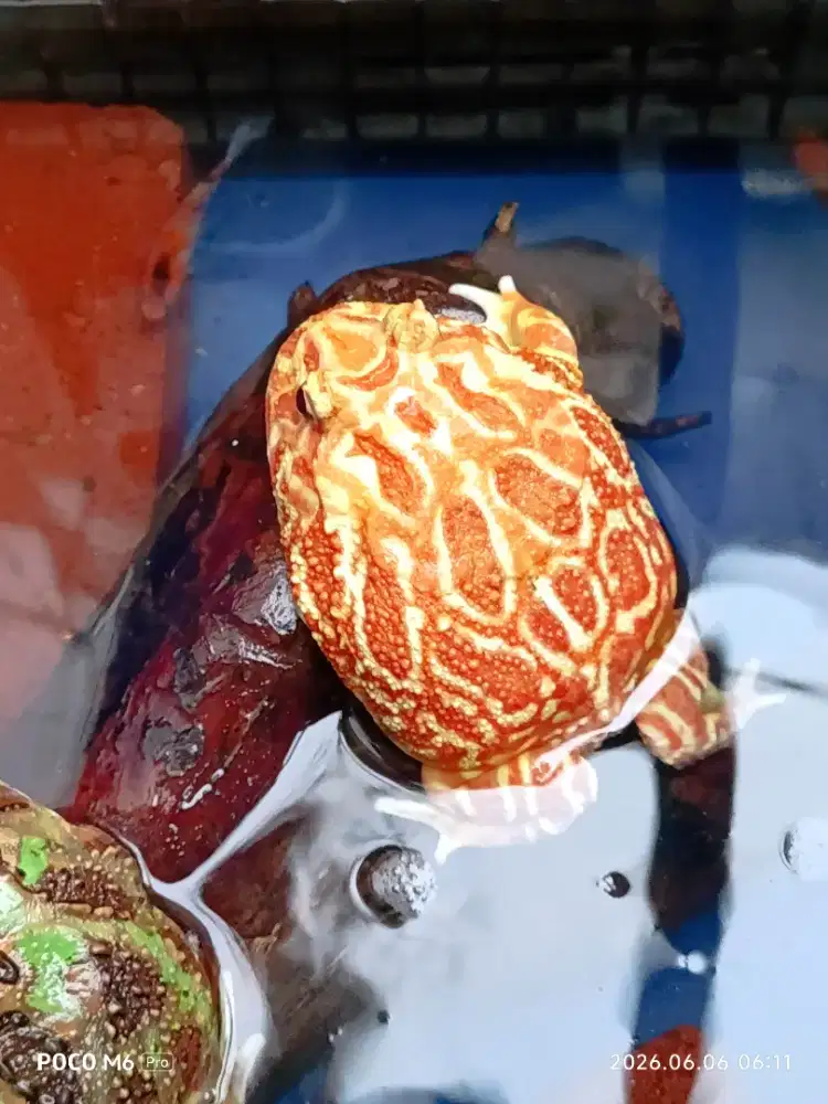 Pacman jantan kualitas bagus