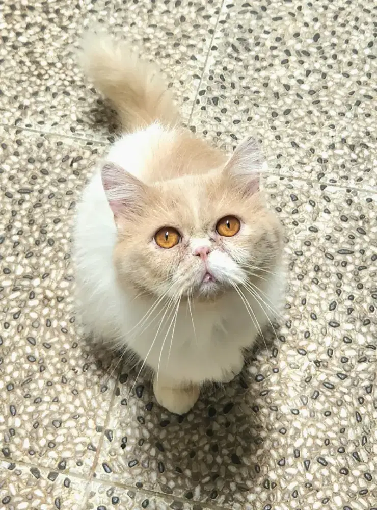 Dijual kucing persia jantan