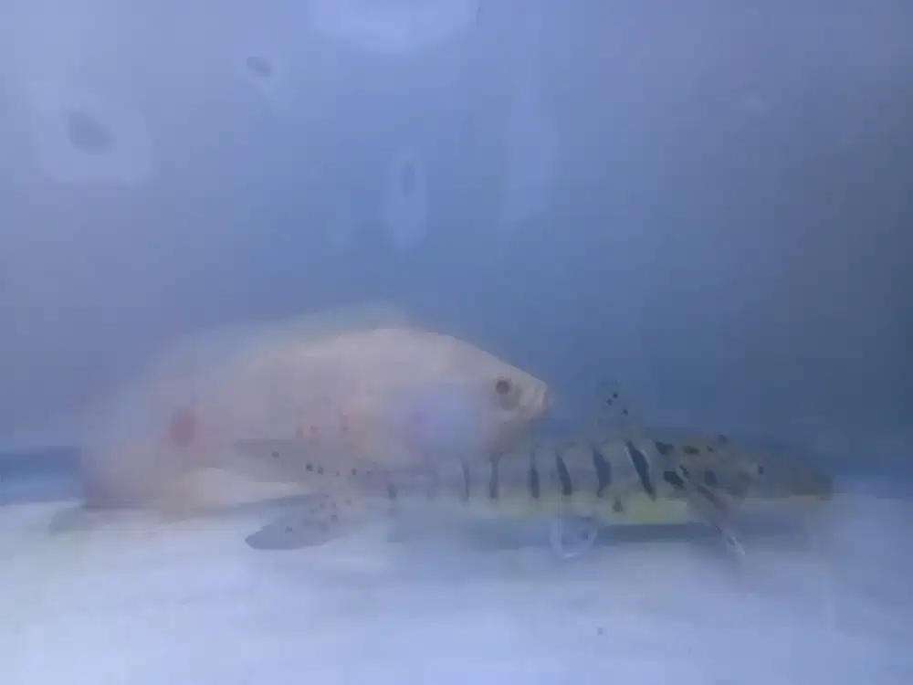 Ikan tsn dan lohan