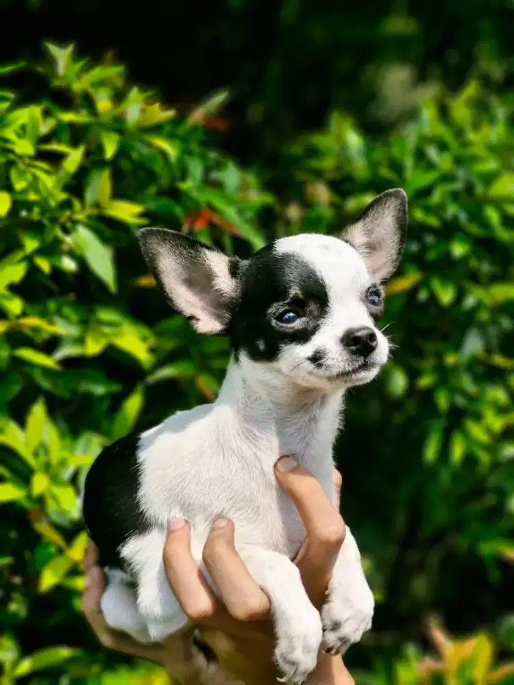 Chihuahua betina applehead