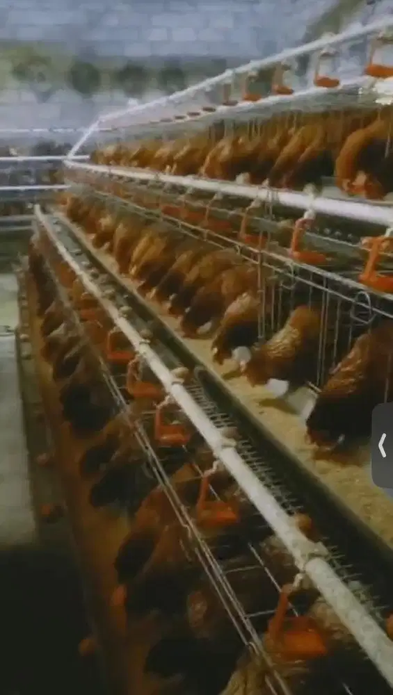 Ayam petelur usia 30 minggu
