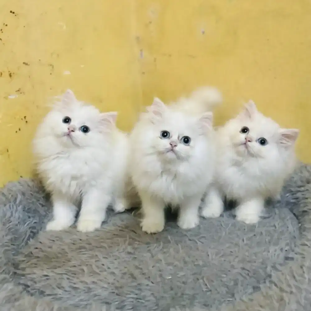 Kucing Persia Flatnose