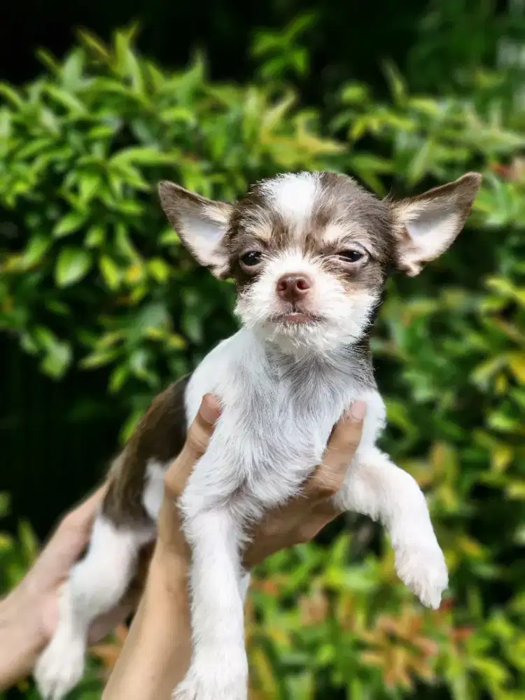 Chihuahua betina applehead