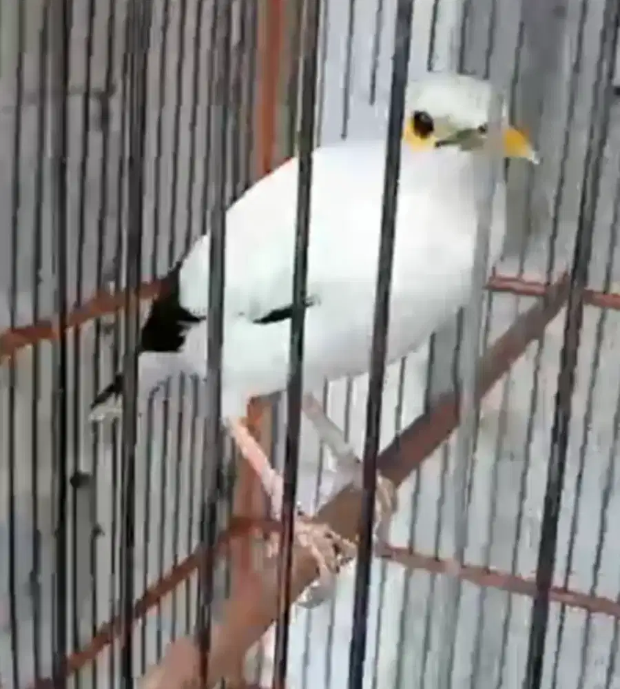 starling white ligel