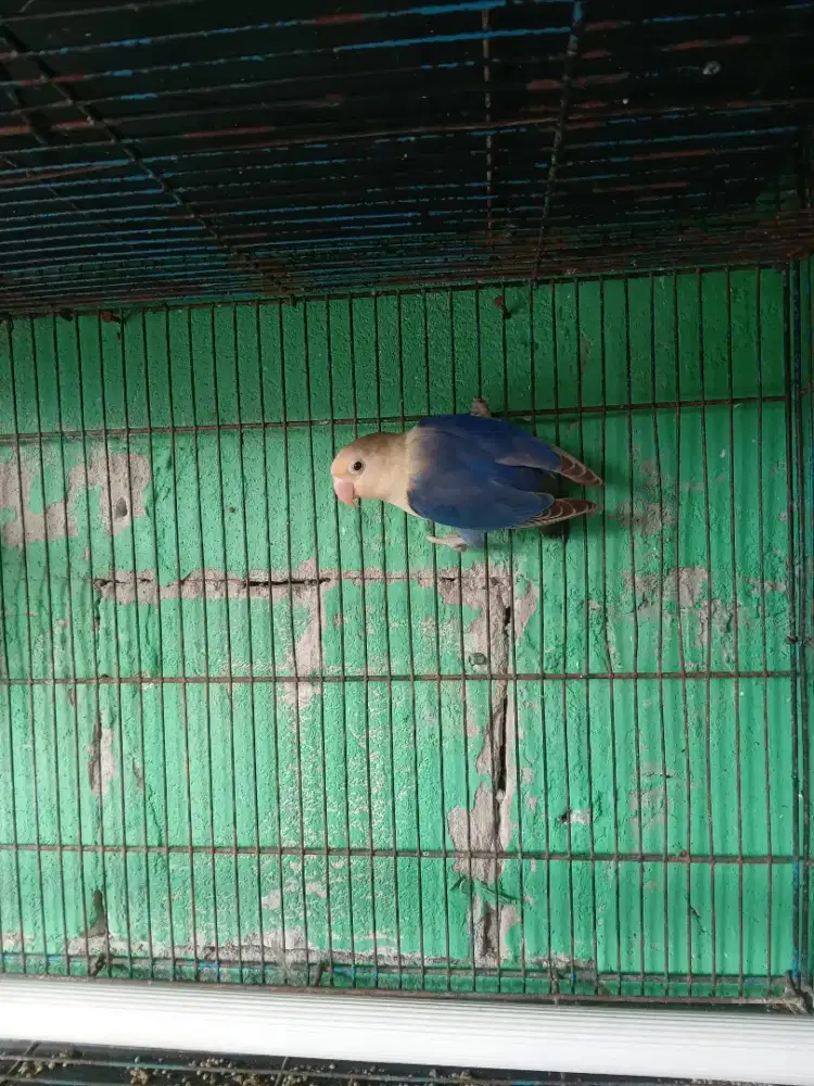 Lovebird aqua yf vio b2 dewasa