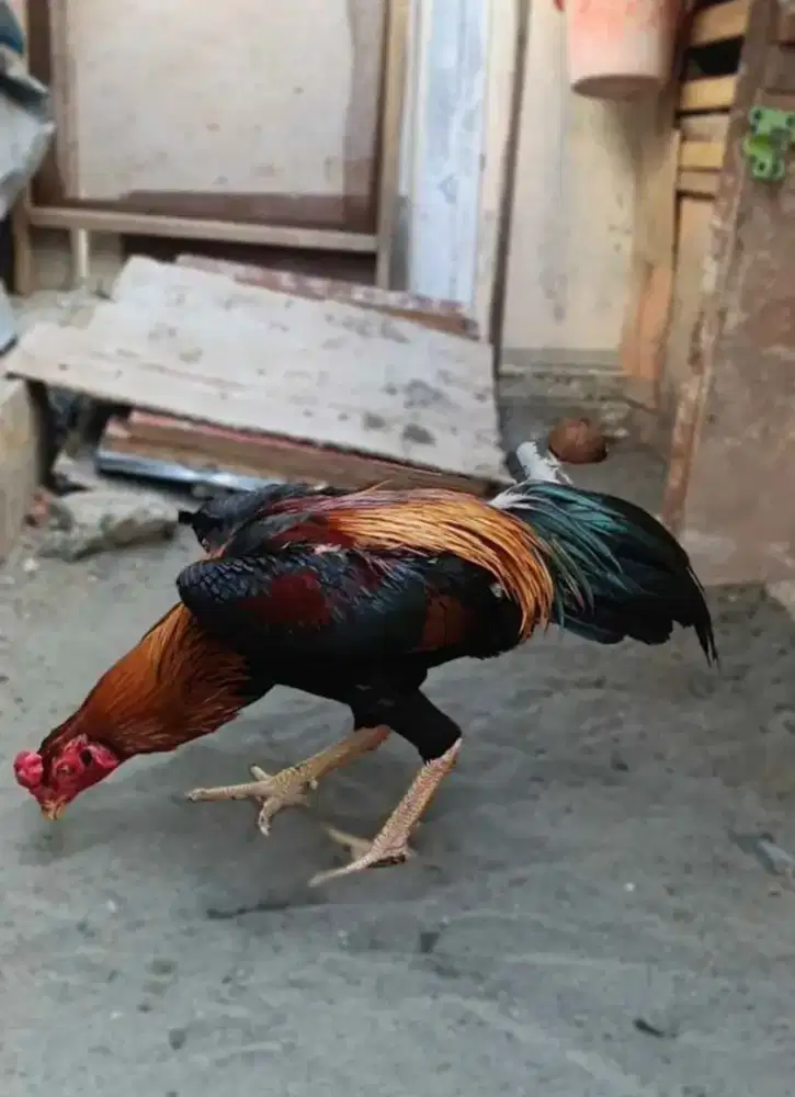 Ayam shamo eropa postur badan tegak