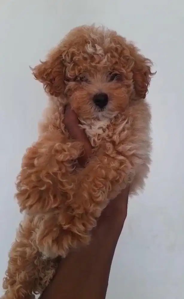 Toy poodle betina non stambum