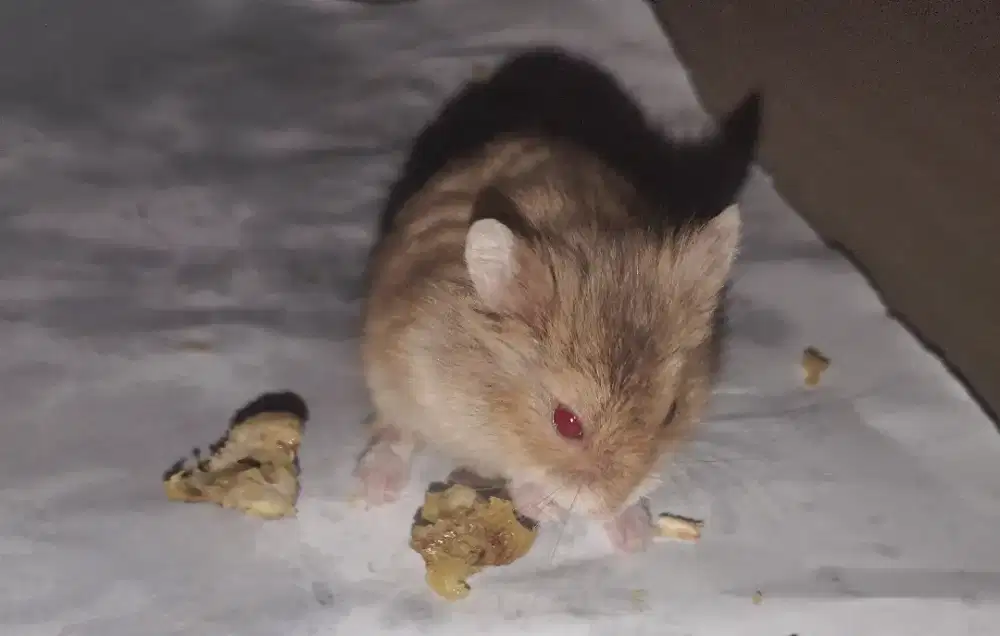 Lepas adopt hamster