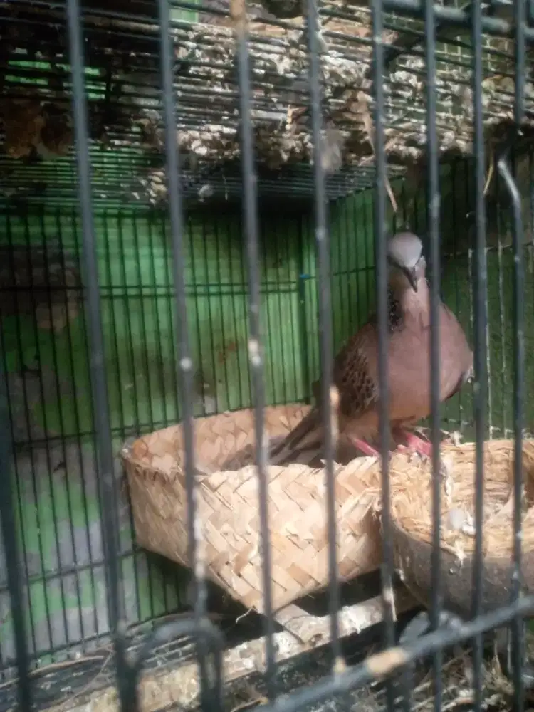 jual burung tekukur gacor kuk 1