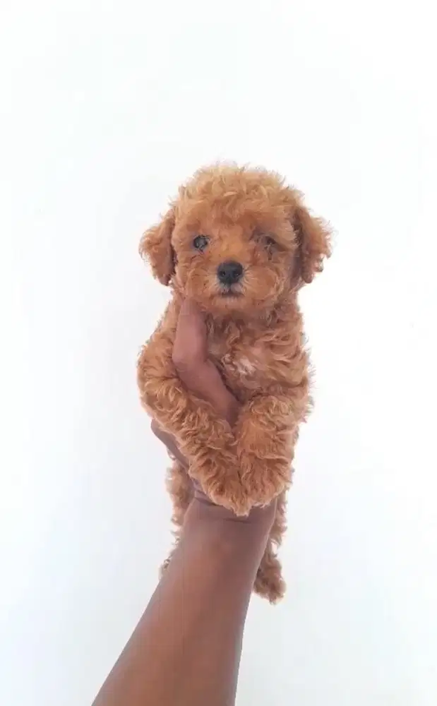 Tiny poodle jantan non stambum