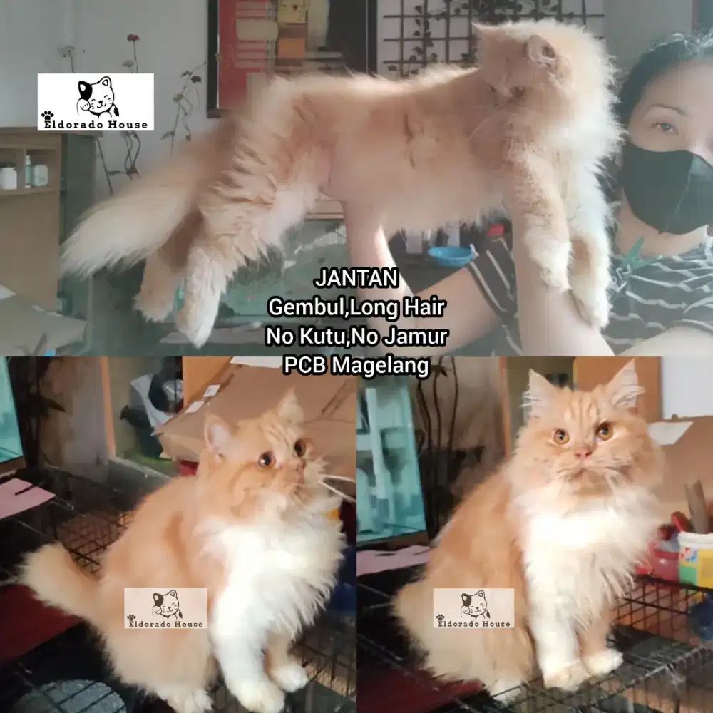 Kucing Persia Flatnose Jantan Bigbone