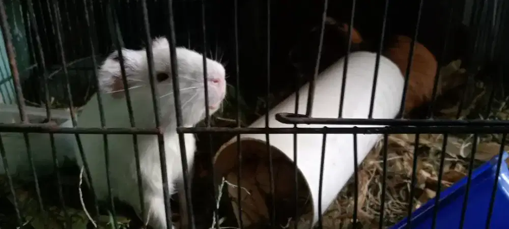 Assalamualaikum mang maaf mau jual marmut