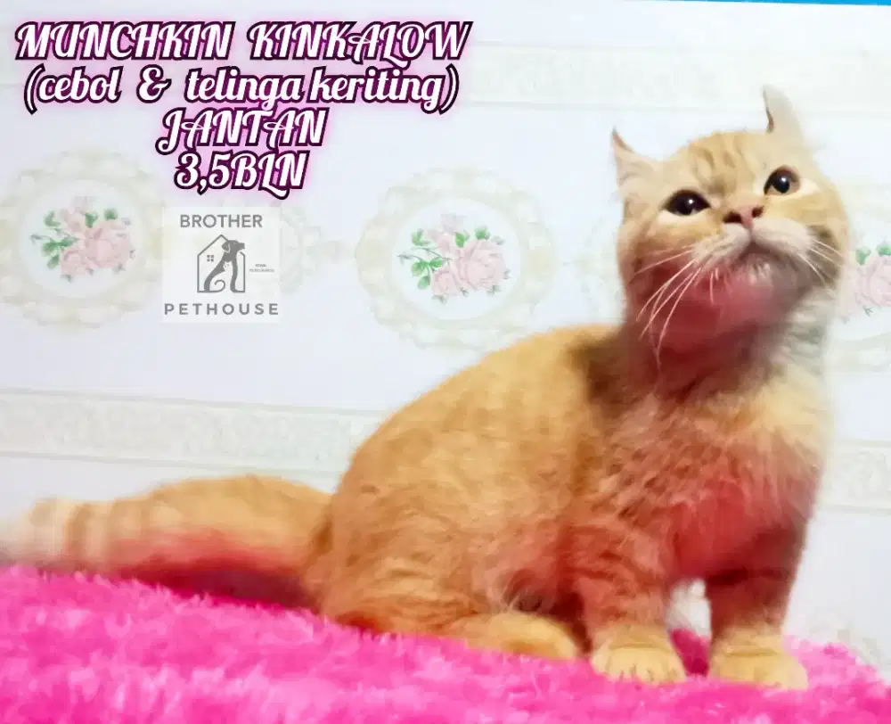 MUNCHKIN KINKALOW CEBOL