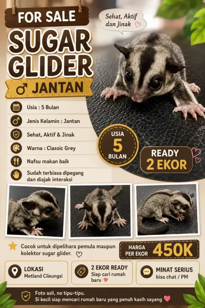 Sugar Glider clasic grey