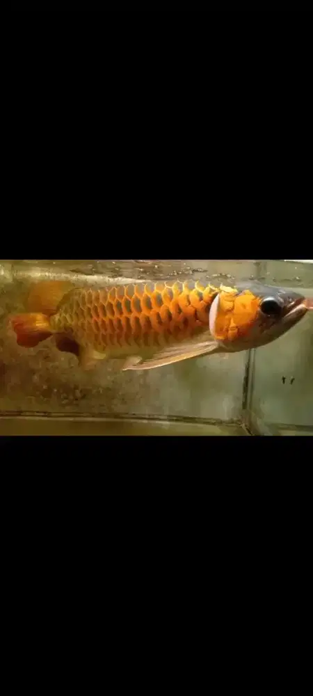 Ikan Arwana Red..