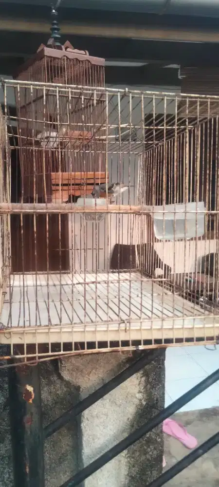 Burung redsiskin