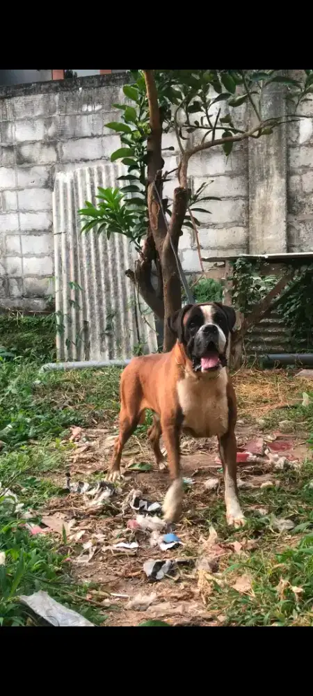 Dijual anjing BOXER