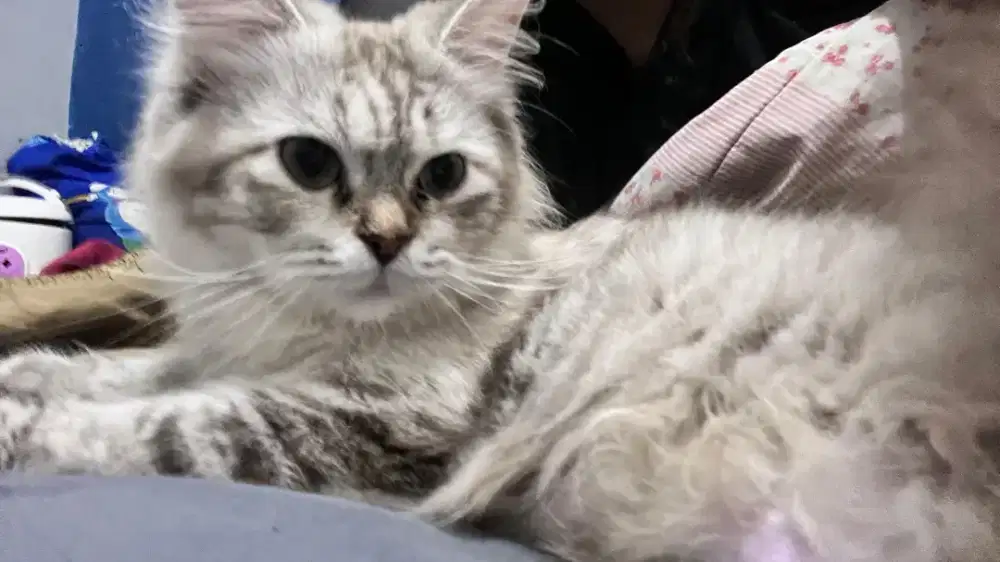 Open adopt, kucing betina persia mix himalaya umur 2 thn belum steril