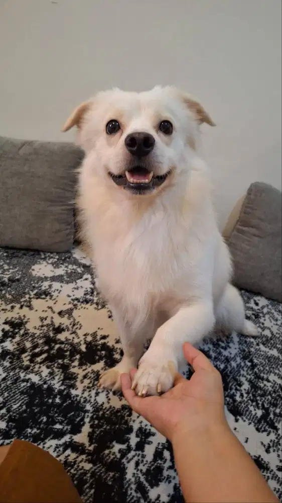 free adopt golden mix corgi
