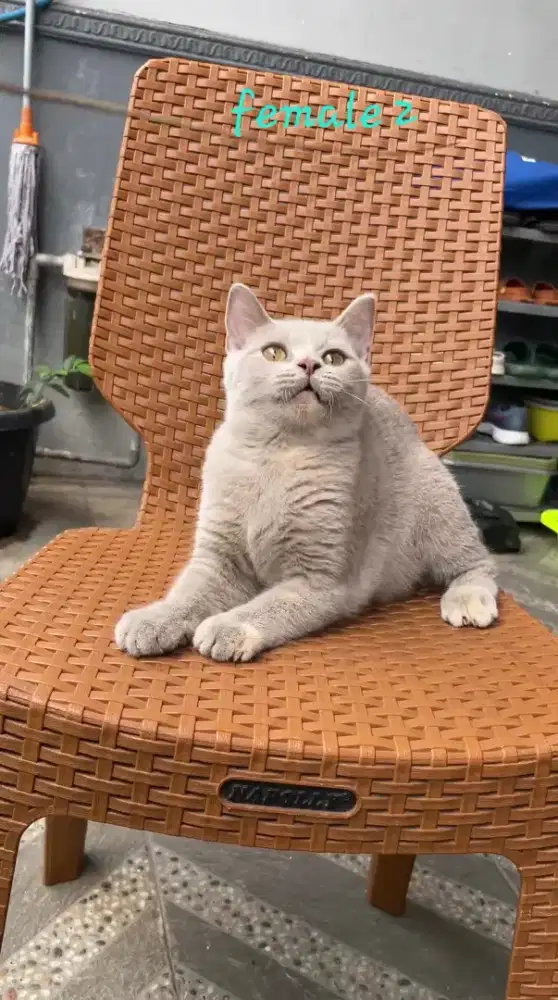 Kucing BSH nonped 5 bulan