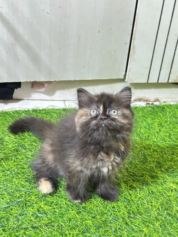 Persian flatnose muka bulat