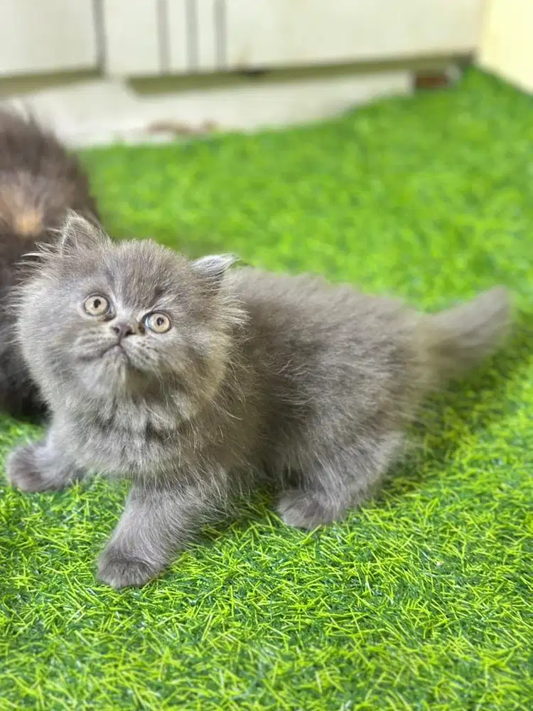 Persia flatnose warna FAVORITE