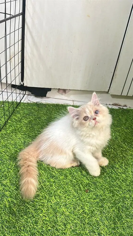 Persia flatnose minus mata sblah sdkit ad selaput