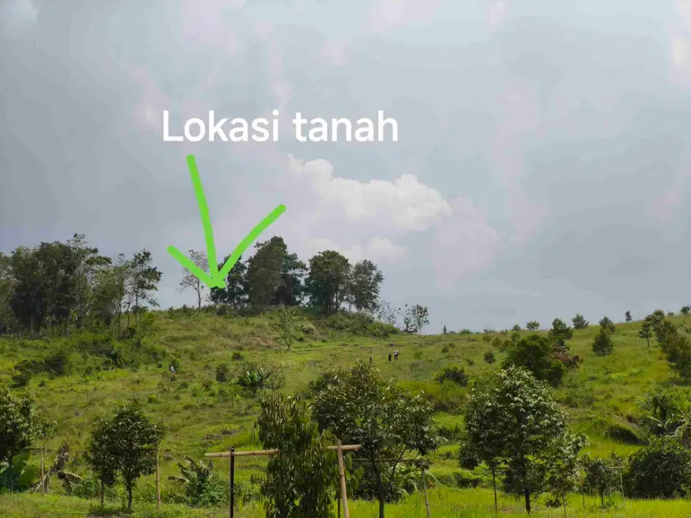 Jual Murah Tanah Bukit Perkebunan Harga NJOP Jalur Puncak 2 Jonggol Bogor