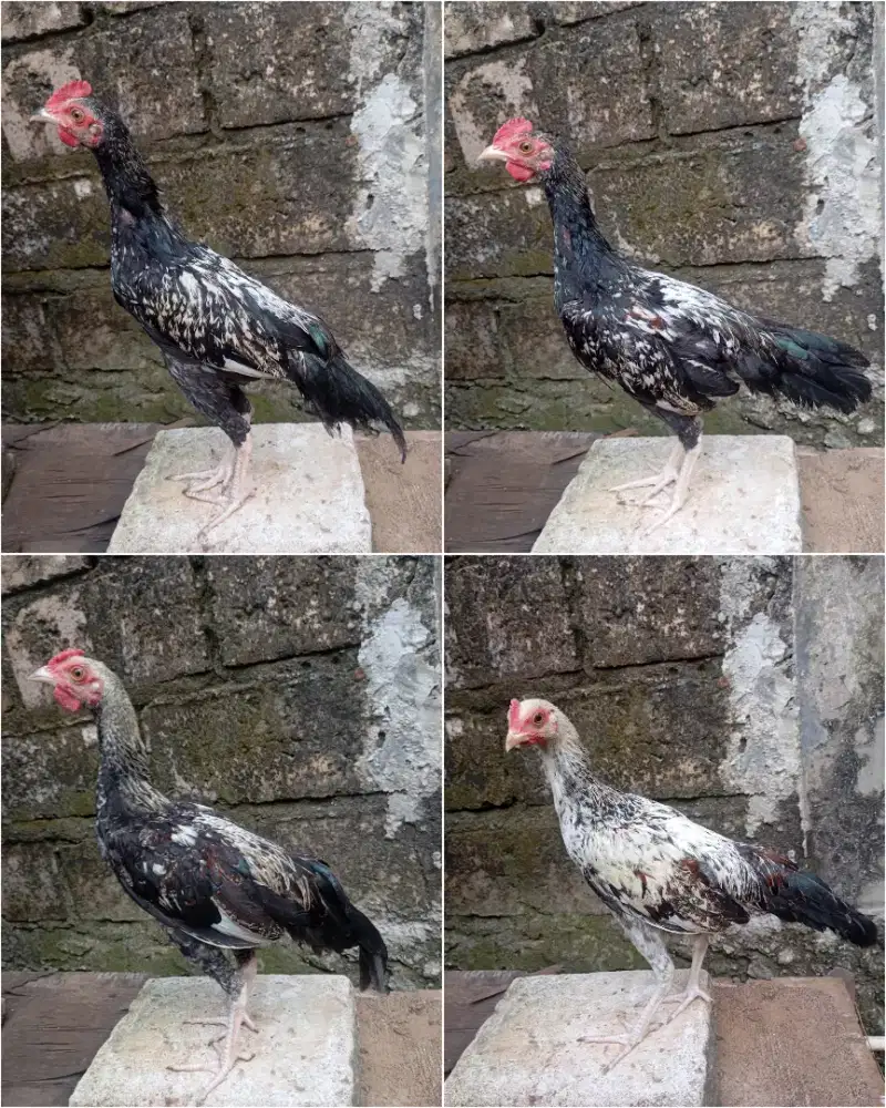 Ayam kampung jantan