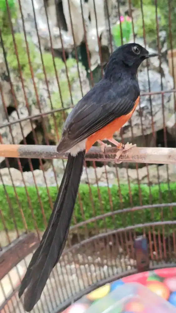 Muray batu mapan