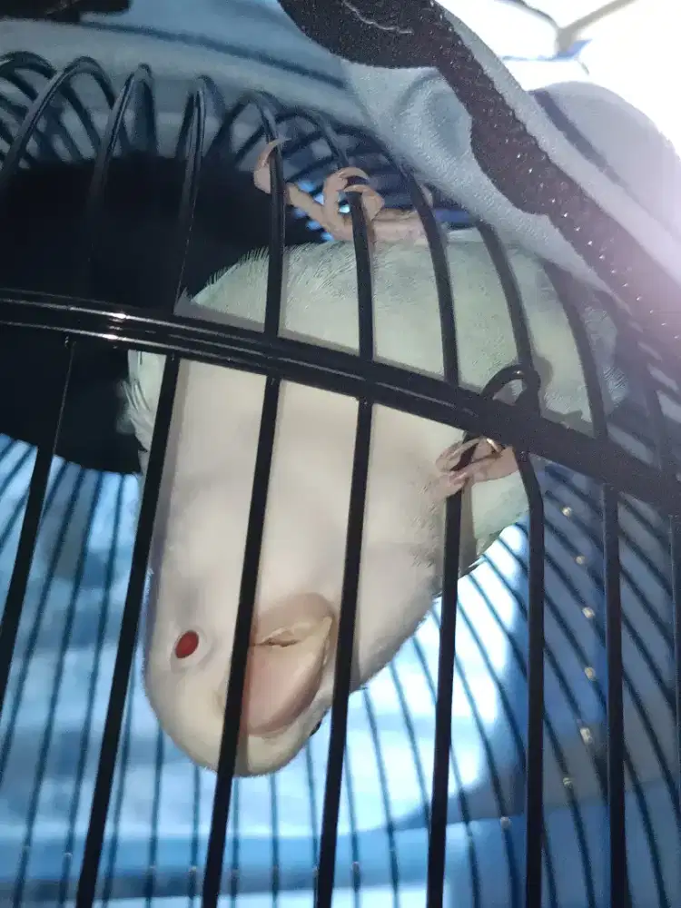 LOVEBIRD ALBINO MATA MERAH