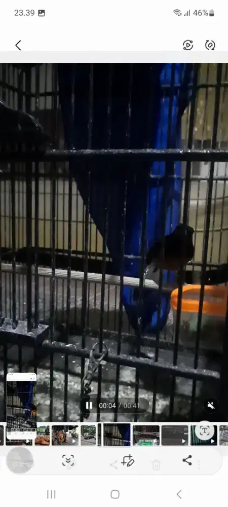 Murai batu pastol muda jantan rajin