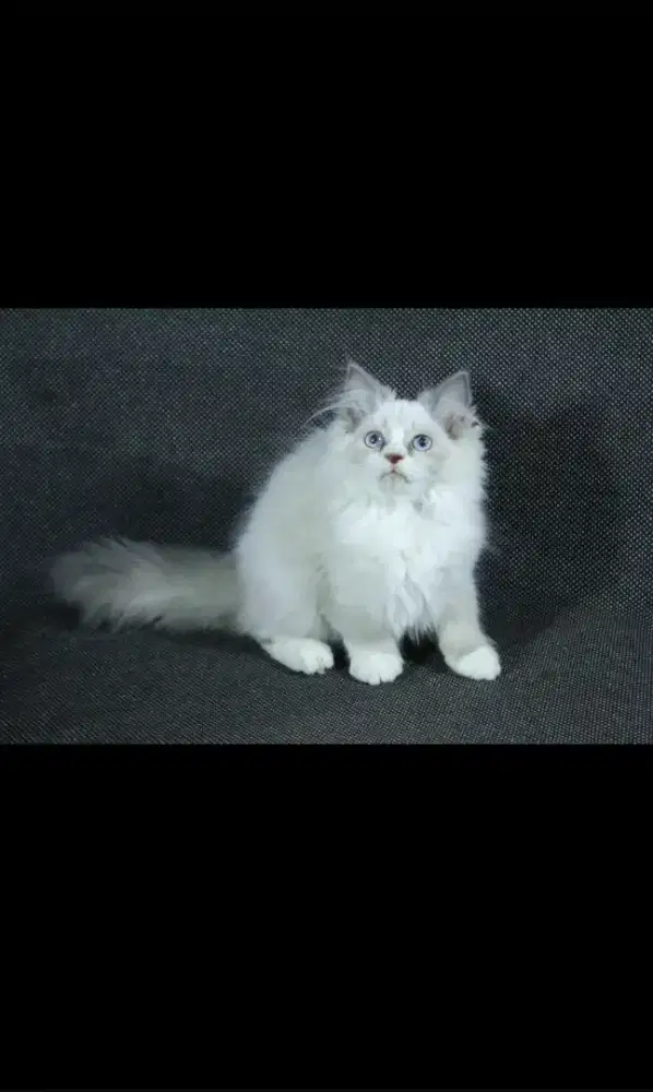 kucing kitten anakan anggora persia ragdoll himalaya mainecoon