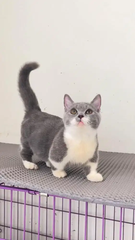 Kitten Munckhin bsh jantan